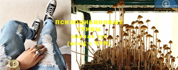 прущие грибы Абинск
